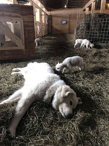 Maremma LGD Duchess relaxing with lambs