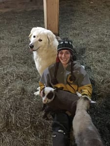 Maremma LGD Duchess - Finnsheep lambs with Sue