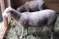 Finnsheep-ewe-lamb-white-2107