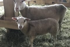 Finnsheep-ewe-lamb-white-2108-with-mom