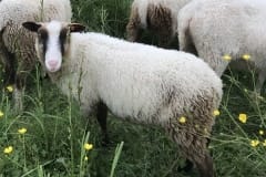 Finnsheep-ram-lamb-Brown-Badger-2102-