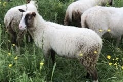 Finnsheep-ram-lamb-Brown-Badger-2102-3