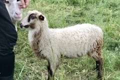 Finnsheep-ram-lamb-fawn-badger-2106-4