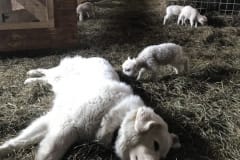 Livestock-guardian-dogs-Maremma-LGD-Duchess-relaxing-with-lambs-AJs-Happy-Chick-Farm-scaled