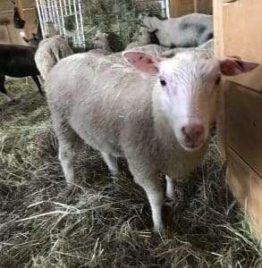 Finnsheep ewe lamb for sale 2114