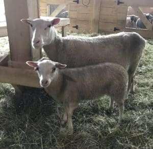 Finnsheep ewe lamb for sale 2108