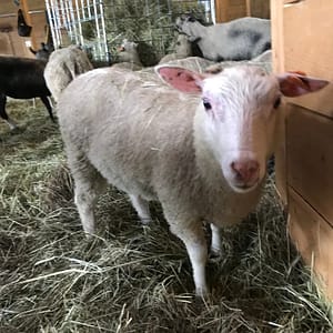 Finnsheep ewe lamb for sale 2114