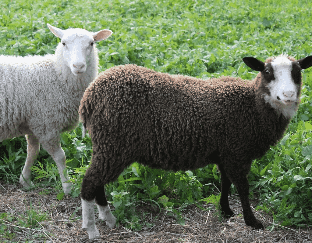 Finn Sheep lambs