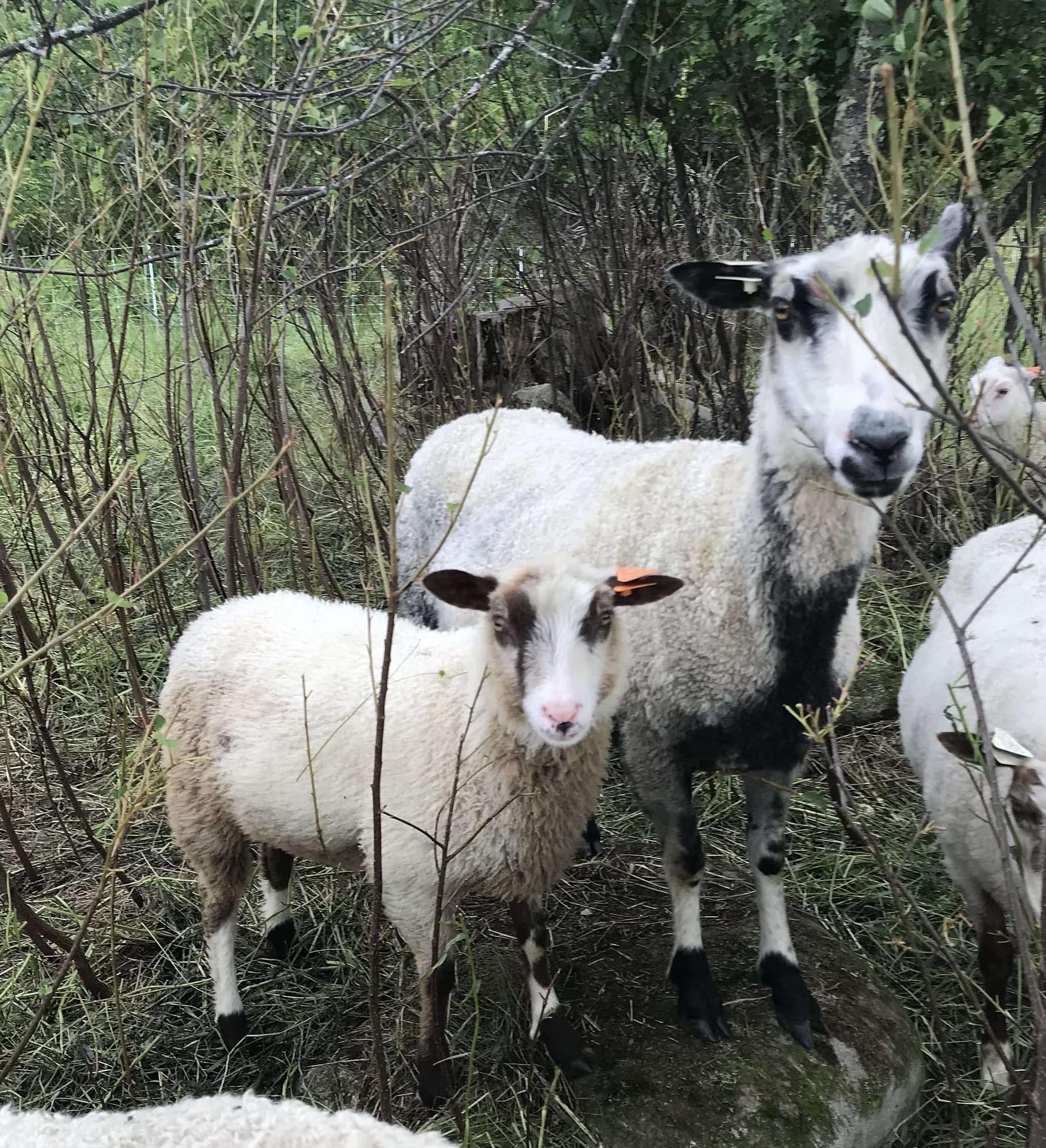Finnsheep lambs