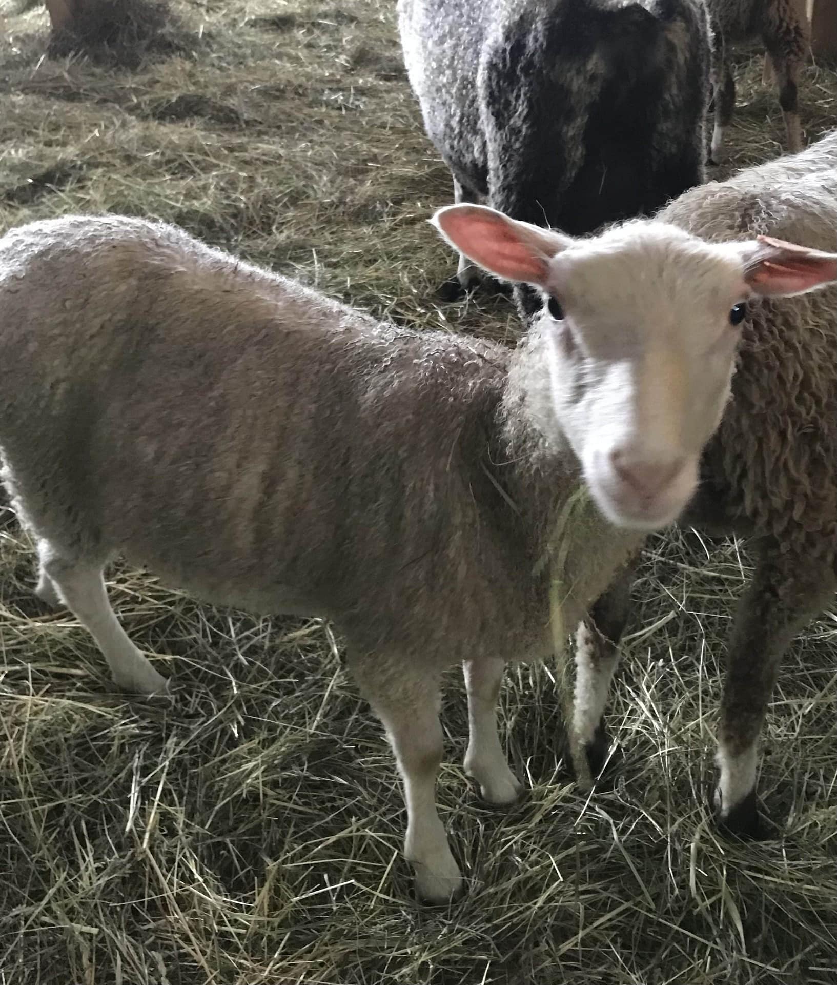 Finnsheep ewe lamb for sale 2108