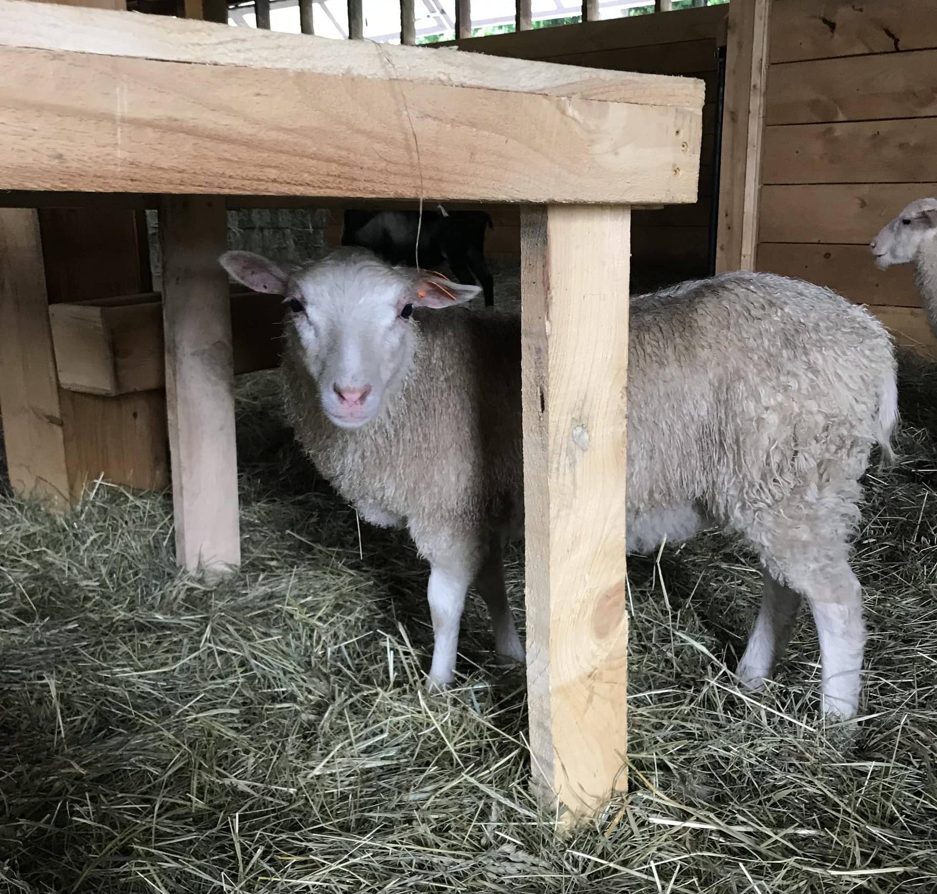 Finnsheep ewe lamb for sale 2109