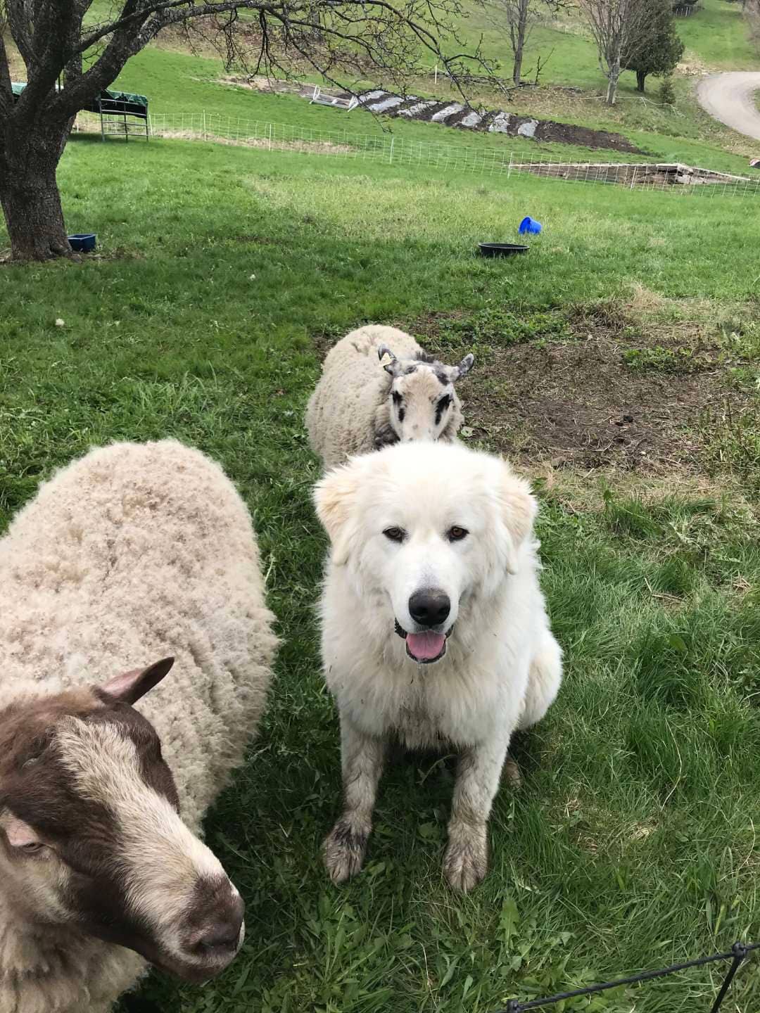Pupster livestock guardian sheepdog with Finn Sheep