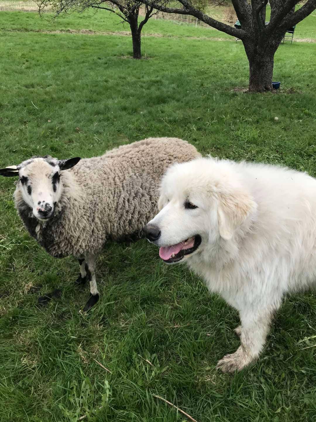 Pupster Sheepdog with Beowulf