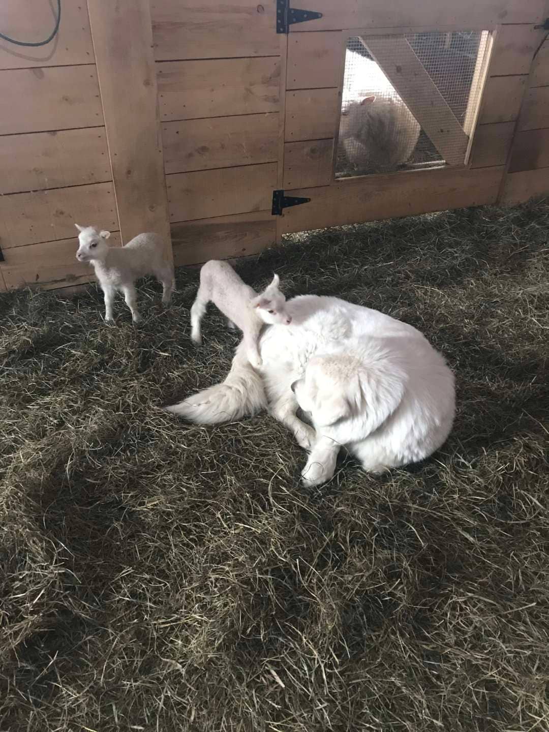 Duchess LGD with lambs