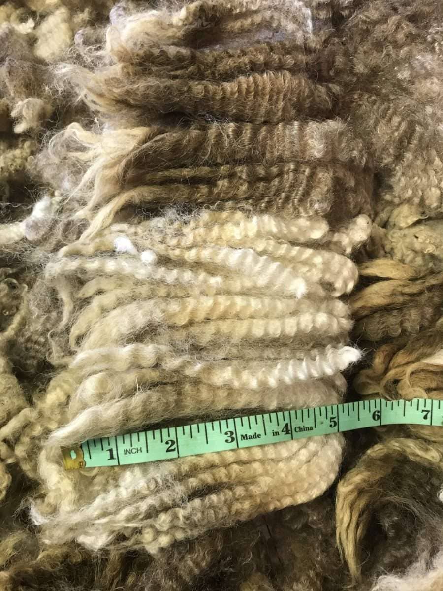 raw Finnsheep fleece