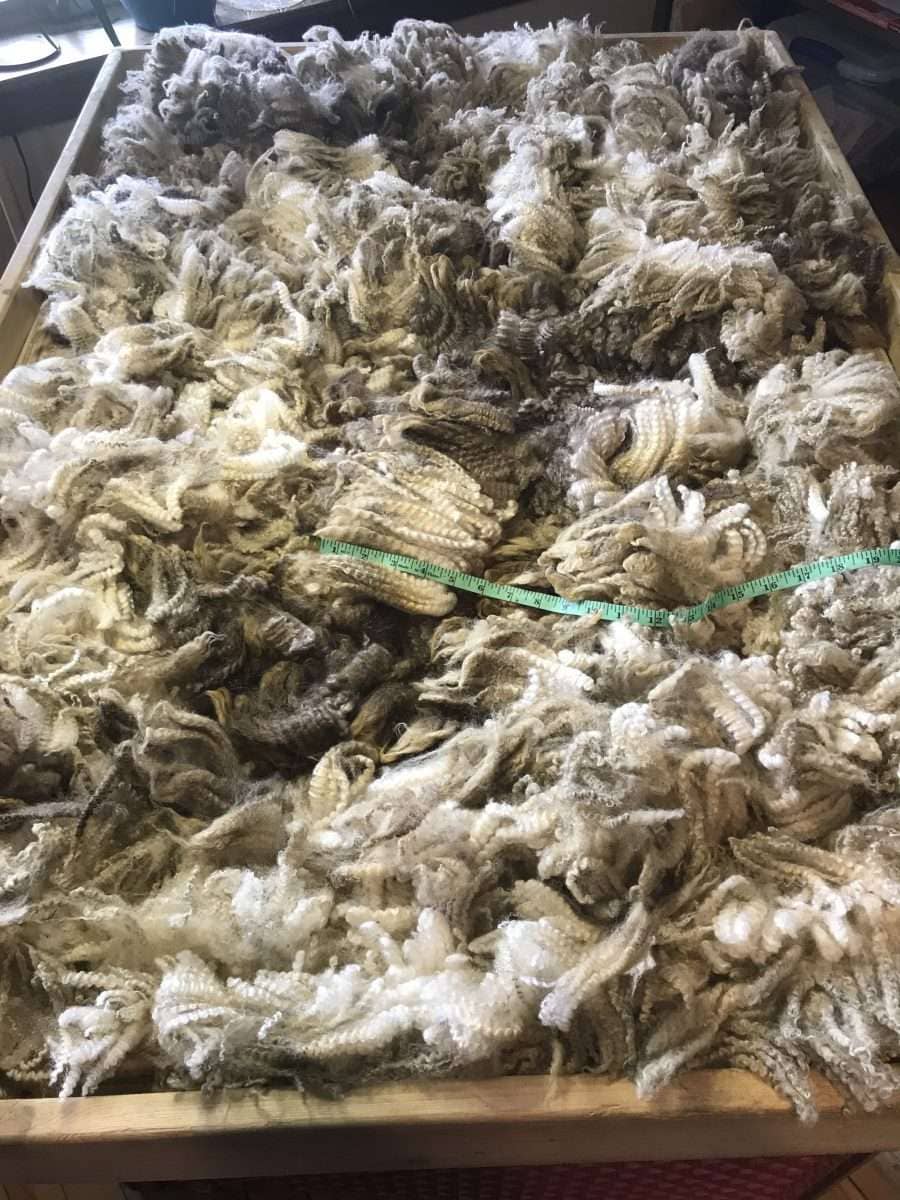 whole raw Finnsheep fleece