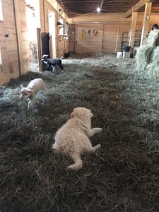 Maremma LGD puppy watching lambs