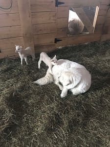 Maremma Sheepdog Duchess & lambs
