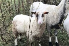 Finnsheep-ram-lamb-Brown-Badger-2104