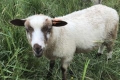 Finnsheep-ram-lamb-Brown-Badger-2105-2