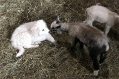 Livestock-guardian-dog-puppies-Maremma-LGD-puppy-getting-to-know-Finnsheep-lambs-AJs-Happy-Chick-Farm-scaled
