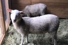 Finnsheep-ewe-lamb-white-2107-2