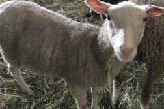Finnsheep-ewe-lamb-white-2108-2