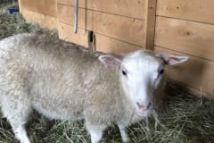 Finnsheep-ewe-lamb-white-2109-3