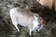 Finnsheep-ewe-lamb-white-2109