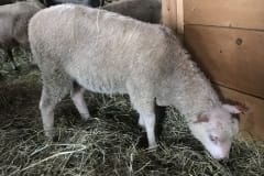 Finnsheep-ewe-lamb-white-2114-2