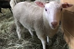 Finnsheep-ewe-lamb-white-2114
