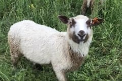 Finnsheep-ram-lamb-Fawn-Badger-2103-2