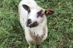 Finnsheep-ram-lamb-Fawn-Badger-2103