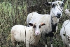Finnsheep-ram-lamb-Brown-Badger-Bassett-2104-2