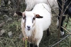 Finnsheep-ram-lamb-fawn-badger-2106
