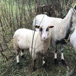 Finnsheep ram lamb 2104