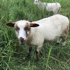 Finnsheep ram lamb 2105