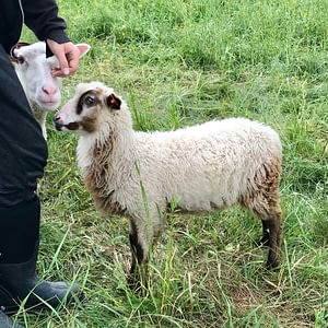 Finnsheep ram lamb 2106