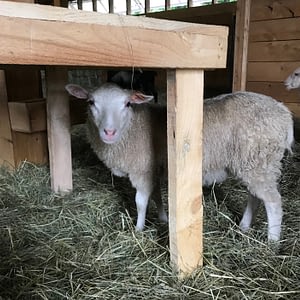 Finnsheep ewe lamb for sale 2109