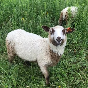 Finnsheep ram lamb 2103