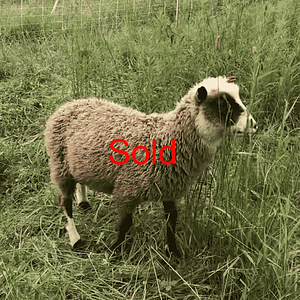 Finnsheep ram lamb 2101 - AJ's Happy Chick Farm - Albany, VT