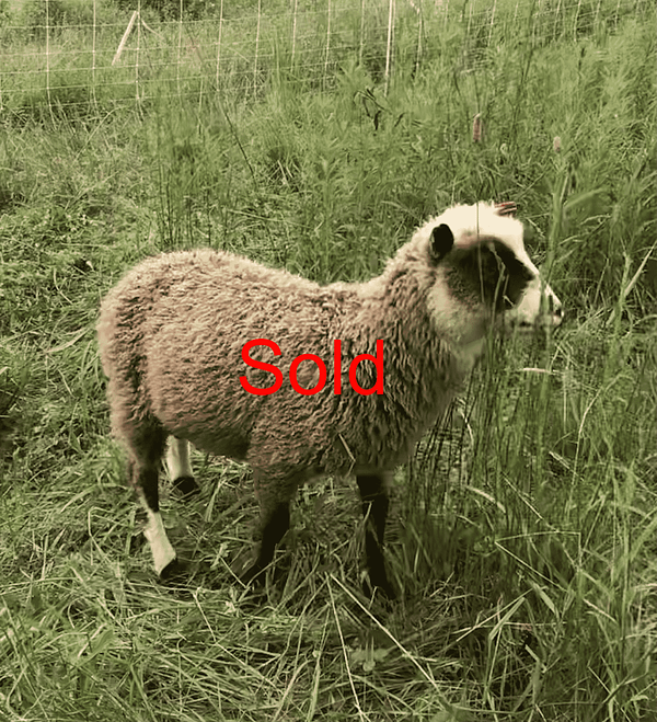 Finnsheep ram lamb 2101 - AJ's Happy Chick Farm - Albany, VT