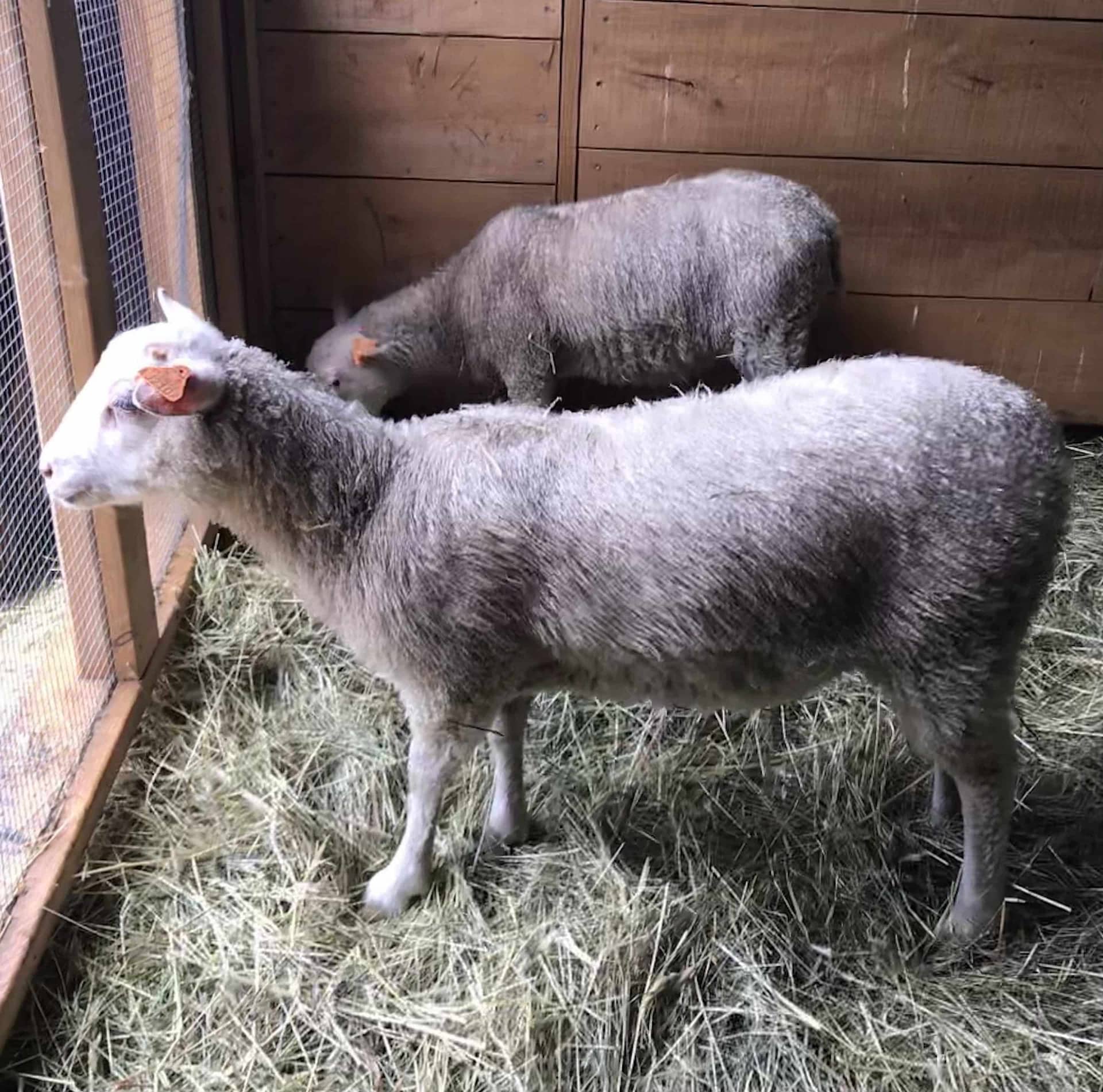 Finnsheep ewe lamb for sale 2107