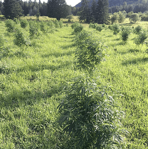 Creek Valley Cannabidiol hemp plants - Albany, VT
